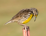 Eastern Meadowlark 7656